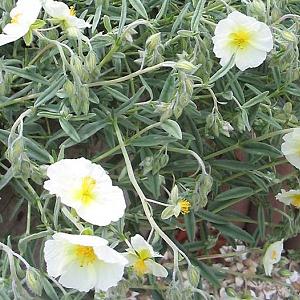 Helianthemum 'The Bride'