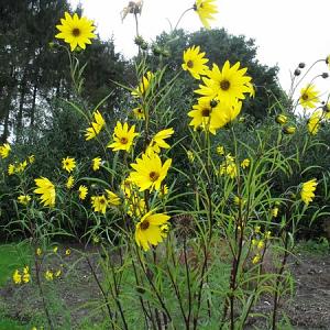 Helianthus salicifolius