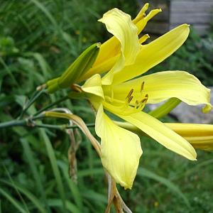 Hemerocallis citrina