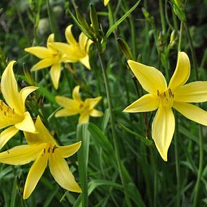 Hemerocallis lilioasphodelus