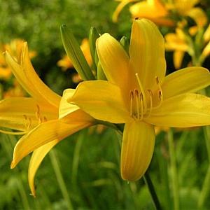 Hemerocallis middendorffii