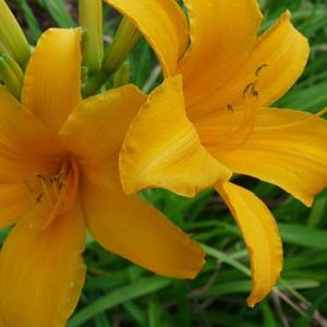 Hemerocallis 'Aten'