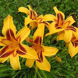 Hemerocallis 'Bonanza'