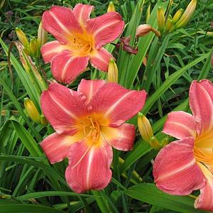 Hemerocallis 'Cherry Cheeks'