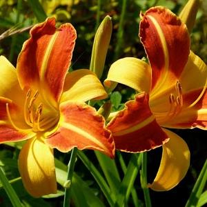 Hemerocallis 'Frans Hals'