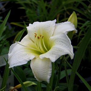 Hemerocallis 'Gentle Shepherd'