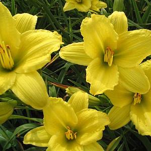 Hemerocallis 'Green Flutter'