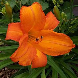 Hemerocallis 'Mauna Loa'