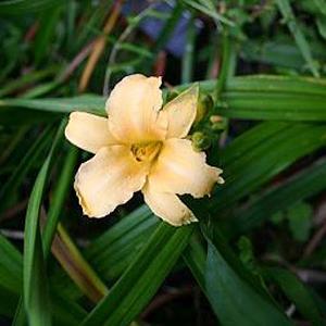 Hemerocallis 'Precious'