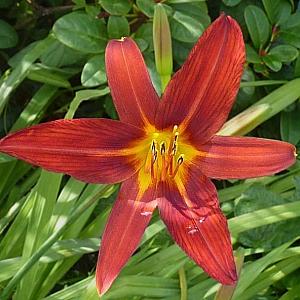 Hemerocallis 'Sammy Russell'