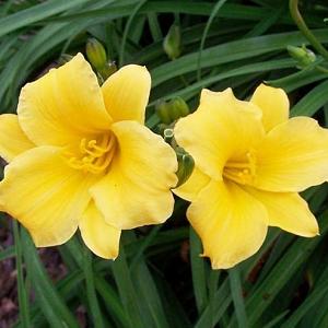 Hemerocallis 'Stella de Oro'