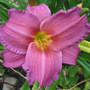 Hemerocallis 'Summer Wine'