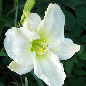 Hemerocallis 'White Temptation'