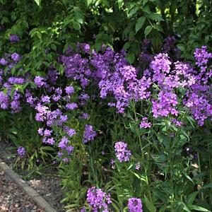 Hesperis matronalis