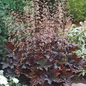 Heuchera mic. 'Palace Purple'