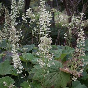 Heuchera villosa macrorrhiza