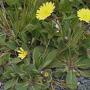 Hieracium pilosella