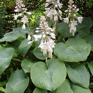 Hosta sieb. 'Elegans'