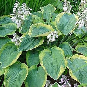 Hosta sieb. 'Frances Williams'