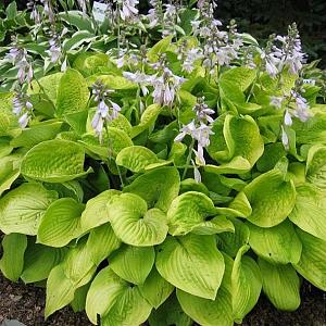 Hosta 'August Moon'