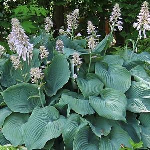 Hosta 'Blue Angel'