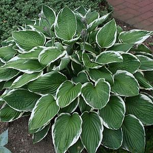 Hosta 'Francee'