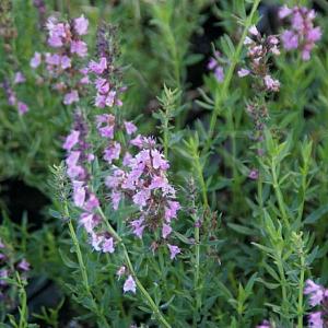 Hyssopus officinalis 'Roseus'