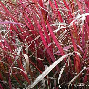 Imperata cylindrica 'Red Baron'