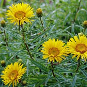 Inula ensifolia