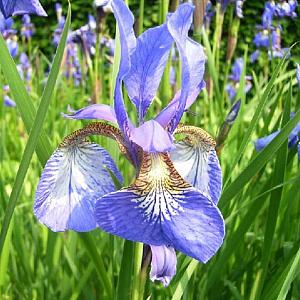 Iris sib. 'Blue King'