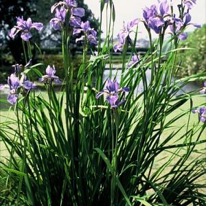 Iris sib. 'Perry's Blue'