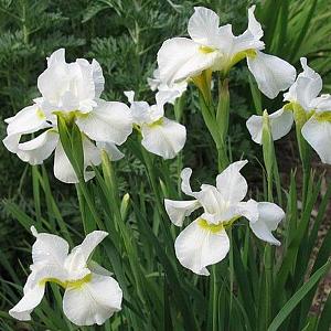 Iris sib. 'Snow Queen'