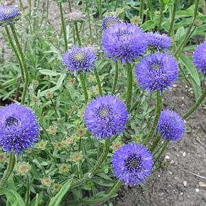 Jasione laevis