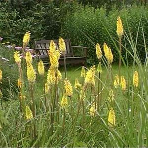 Kniphofia citrina