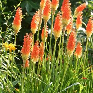 Kniphofia uvaria