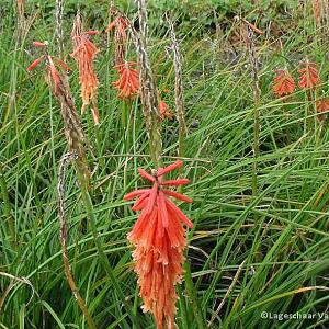 Kniphofia 'Red Rocket'