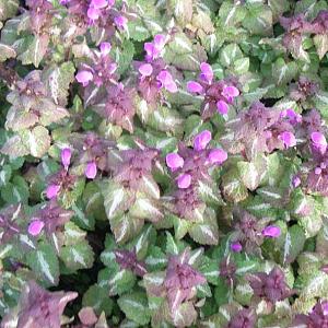 Lamium mac. 'Roseum'