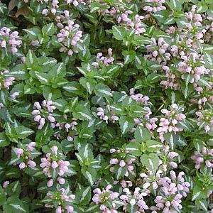 Lamium mac. 'Shell Pink'