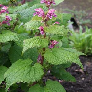 Lamium orvala