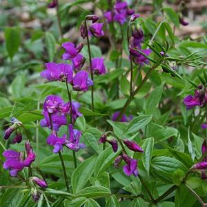 Lathyrus vernus