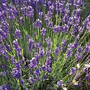 Lavandula ang. 'Dwarf Blue'