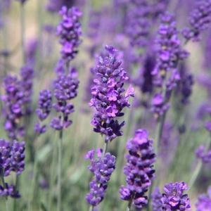 Lavandula ang. 'Hidcote'