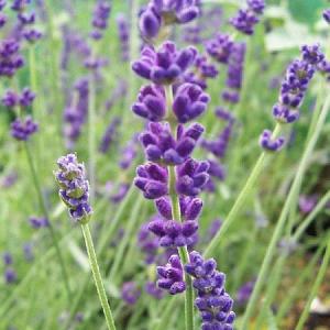 Lavandula ang. 'Imperial Gem'