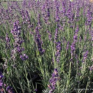 Lavandula ang. 'Silver Blue'