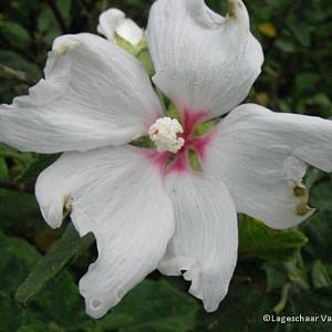 Lavatera 'Barnsley'