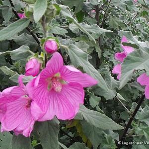 Lavatera 'Rosea'