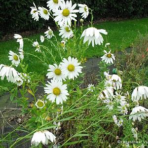 Leucanthemella serotina