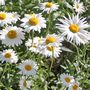 Leucanthemum vulgare 'Maikönigin'