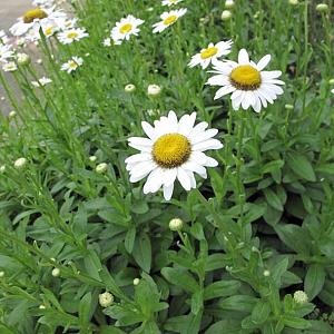 Leucanthemum (S) 'Alaska'