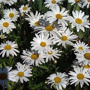 Leucanthemum (S) 'Silberprinzessche